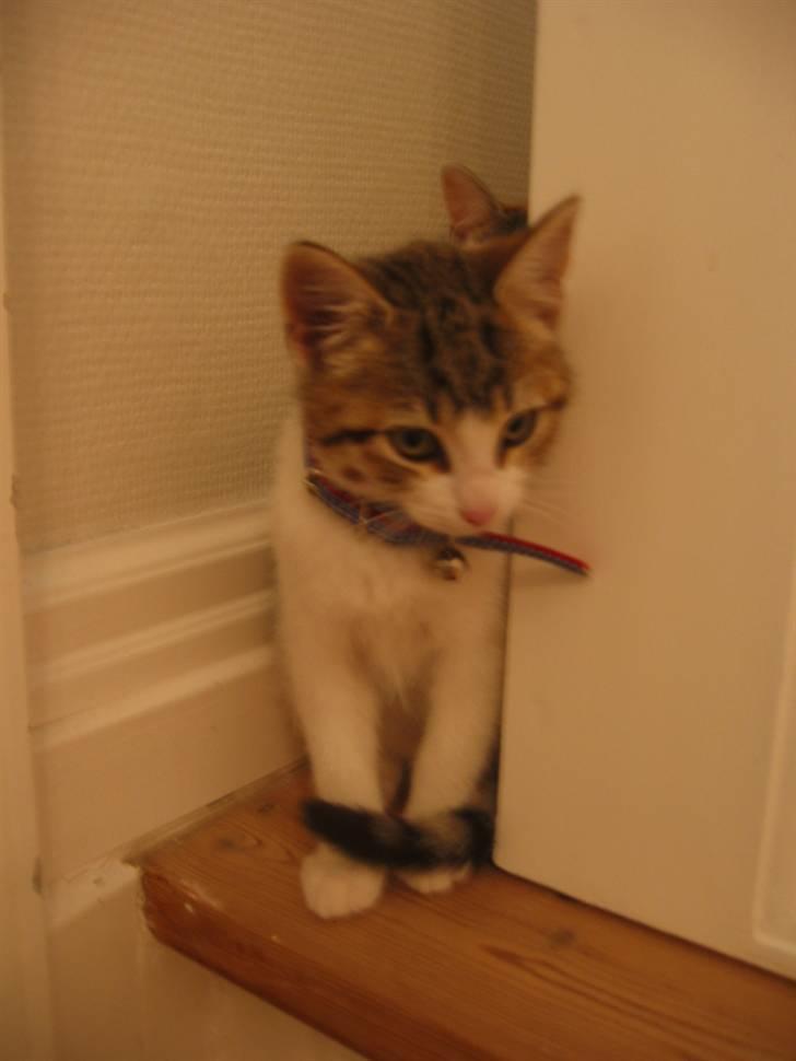 Huskat Carl - Gemmer sig, sammen med sin søster ninna billede 1