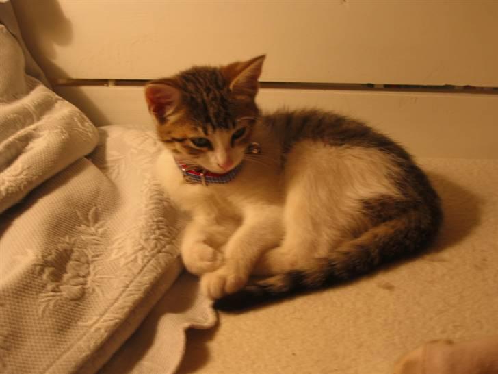 Huskat Carl - Slapper af på slagbænken billede 2