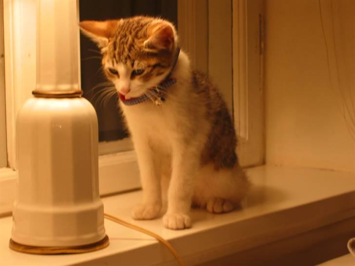 Huskat Carl - Holder øje!! billede 3