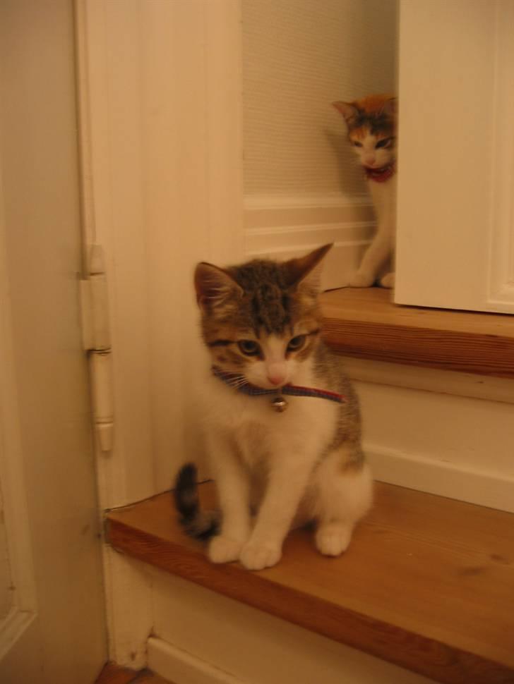 Huskat Carl - okay, nu tør jeg godt komme frem! billede 4