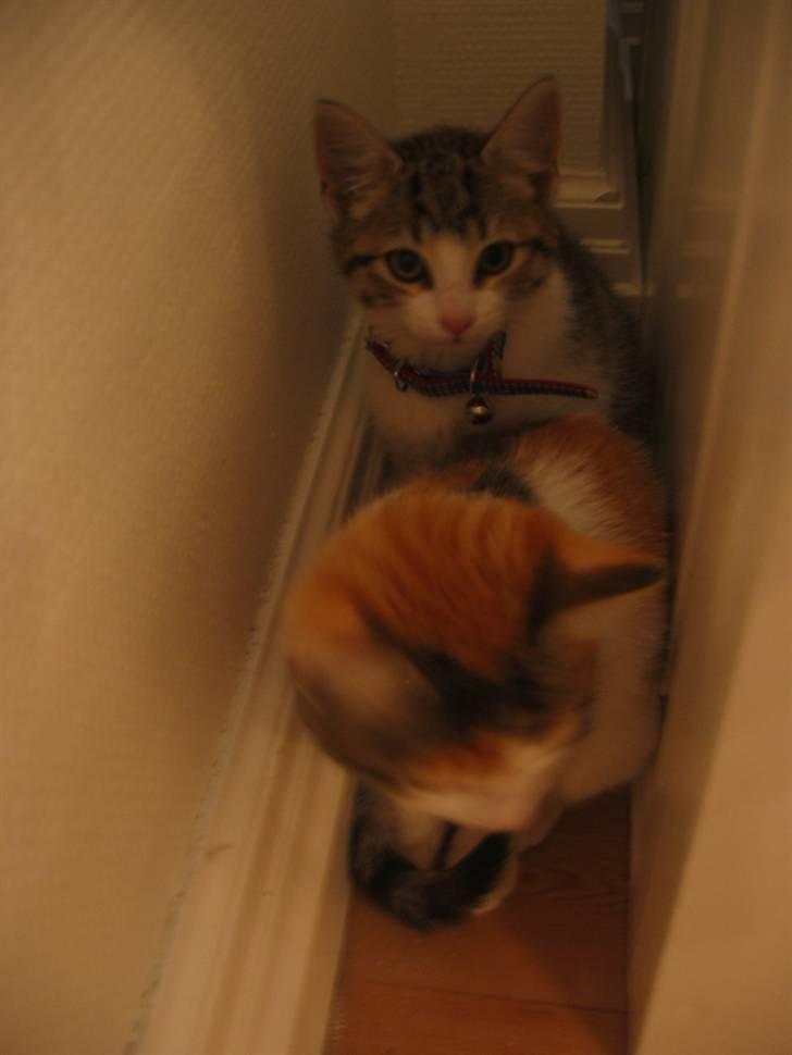 Huskat Carl - nu er det søster som er modigst.. Smile billede 5