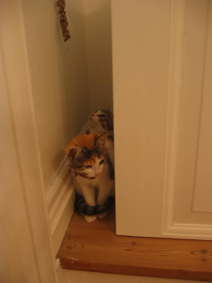 Huskat Ninna - Hvem er det vi gemmer os for? billede 1