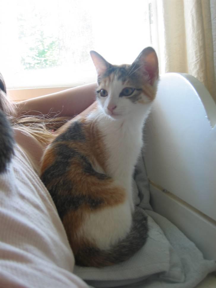 Huskat Ninna - en dejlig dag! billede 2