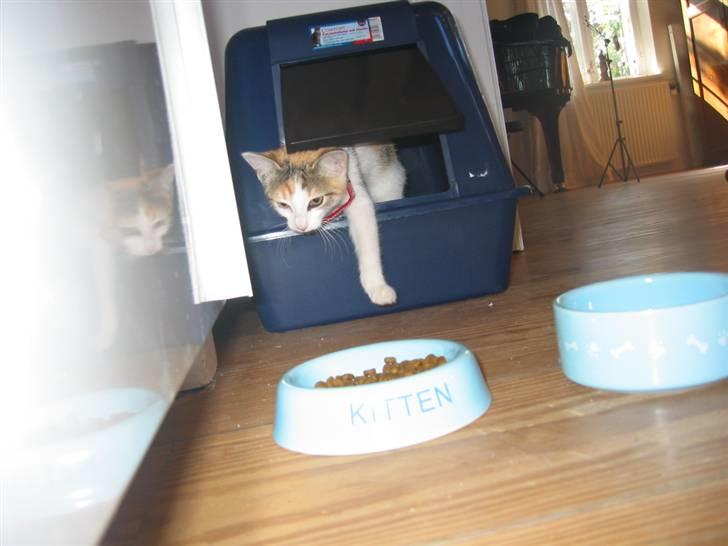 Huskat Ninna - Er der sikkert nu? billede 3