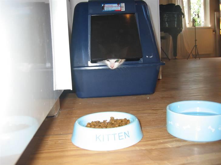 Huskat Ninna - Måske? hehe billede 4