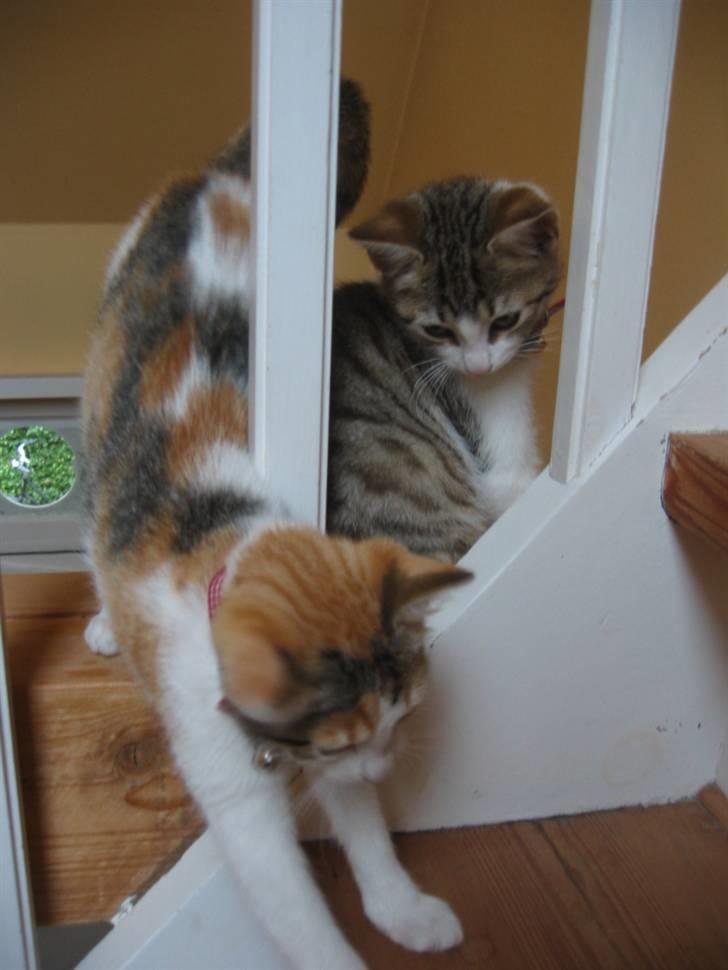 Huskat Ninna - Fjoller sammen med bror Carl billede 5