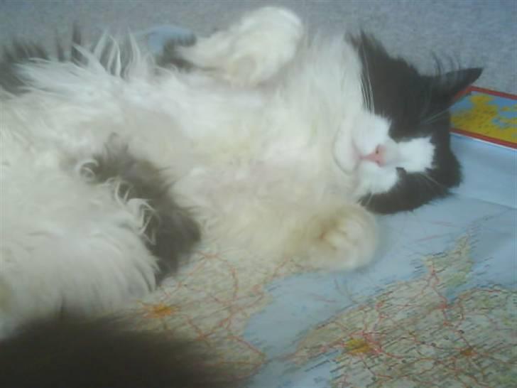 Norsk Skovkat Buster - Jeg fylder hele verden :) billede 3