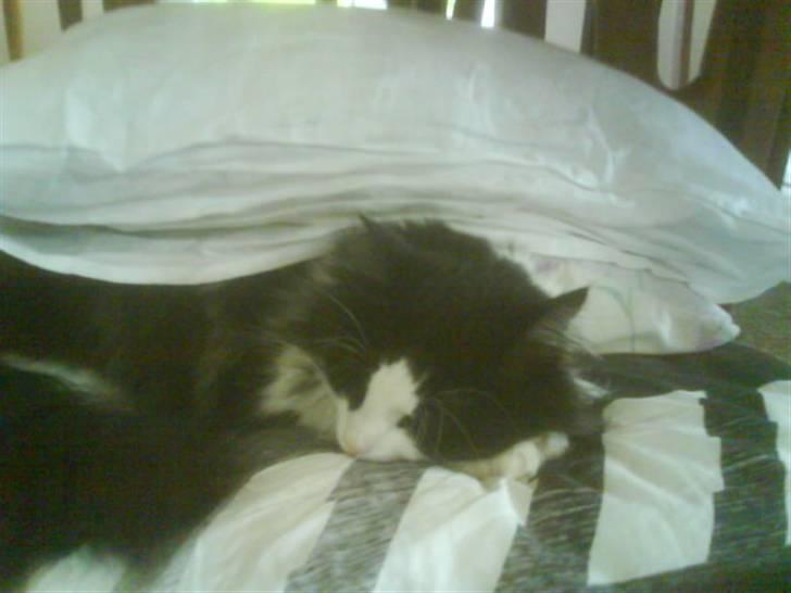 Norsk Skovkat Buster - *Snooooork*<3 billede 8