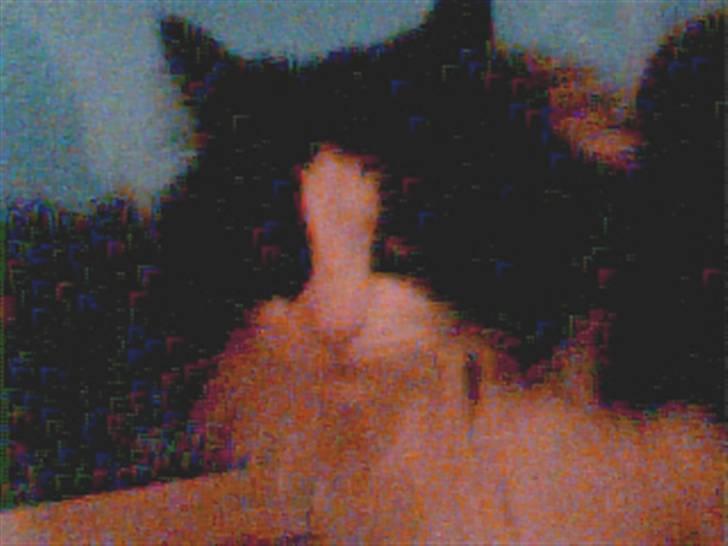 Norsk Skovkat Buster - Halehøjsa :P billede 9