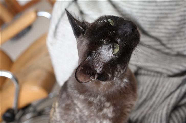 Burmeser Cleopatra  <3 - miiig billede 4