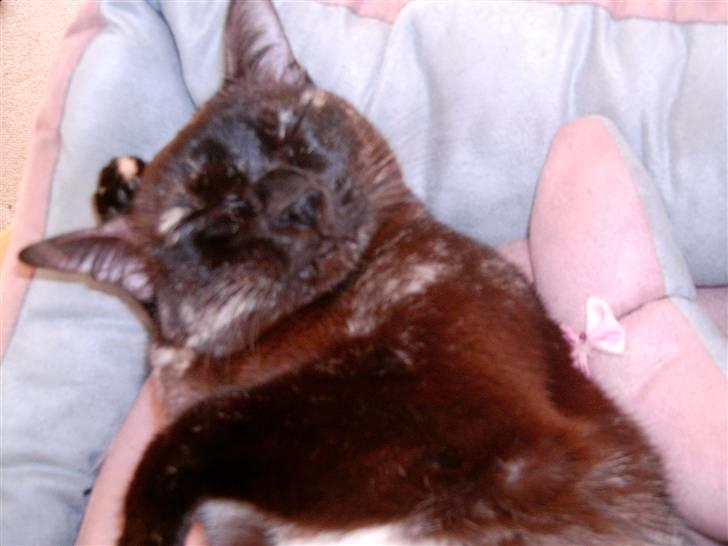 Burmeser Cleopatra  <3 - vigtigt at komme om bag ørene :D billede 5