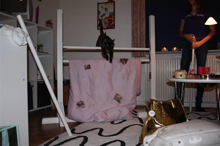 Burmeser Cleopatra  <3 - her springer jeg 1, 05 meter  billede 6