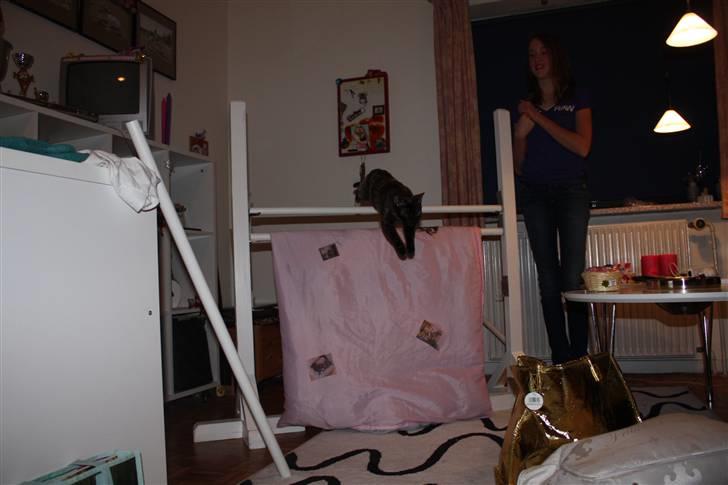 Burmeser Cleopatra  <3 - så hvor er kan hoppe, jeg springer 1 meter  billede 7