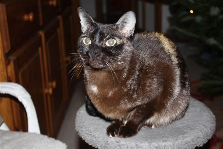 Burmeser Cleopatra  <3 - Miiiig billede 8