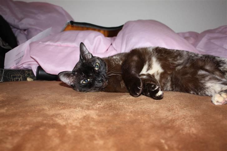 Burmeser Cleopatra  <3 - Nus mig! billede 9