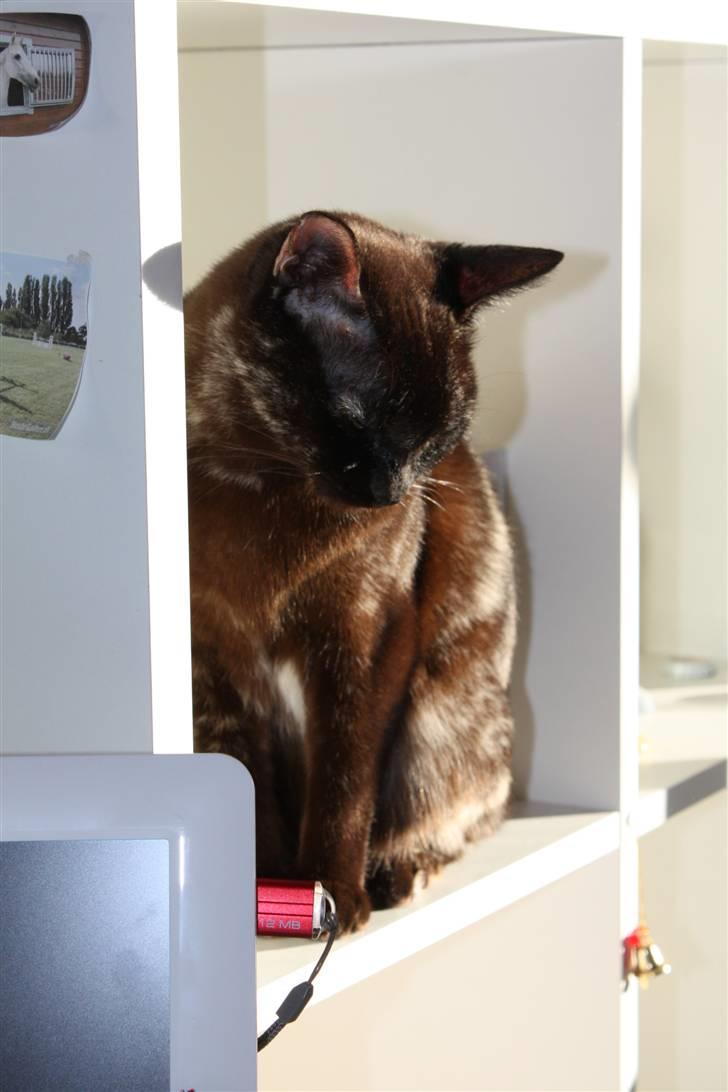 Burmeser Cleopatra  <3 - Er jeg ikk fin...? billede 10