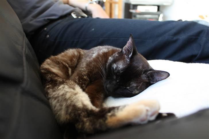 Burmeser Cleopatra  <3 - godnat ZZzz.... billede 11