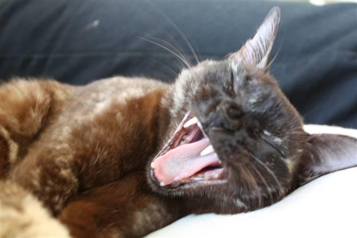 Burmeser Cleopatra  <3 - Jeg er træt :D billede 12