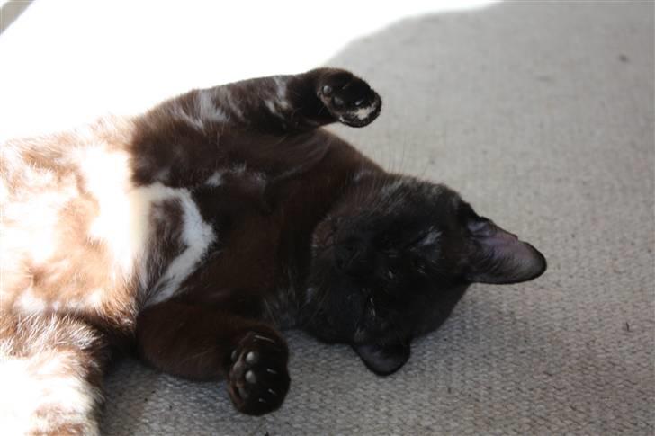 Burmeser Cleopatra  <3 - Hihii billede 13