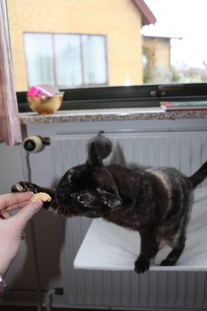 Burmeser Cleopatra  <3 - cleopatra billede 14