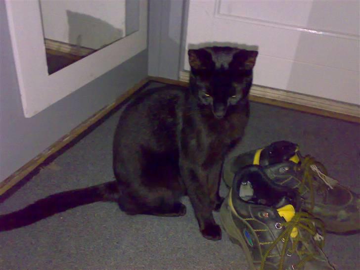 Blanding af racer coco billede 9