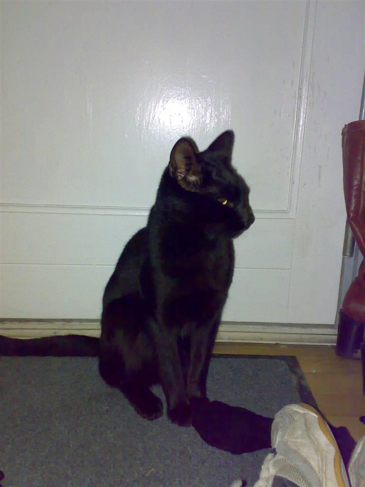 Blanding af racer coco billede 10