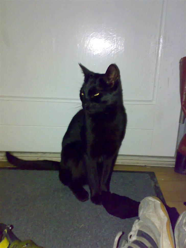 Blanding af racer coco billede 11