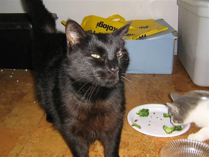 Blanding af racer tiger billede 12