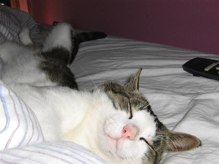 Europé malthe elite avl  billede 12