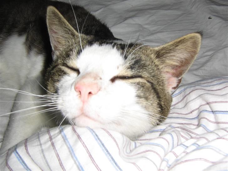 Europé malthe elite avl  billede 13