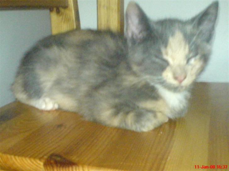 Huskat ¤*~~Feline~~*¤ billede 1