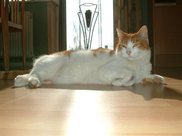 Huskat Garfield <3 billede 3