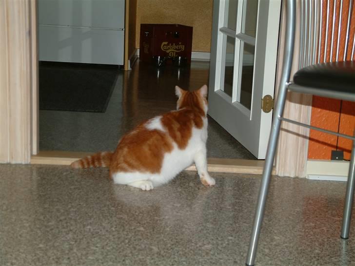 Huskat Garfield <3 billede 4