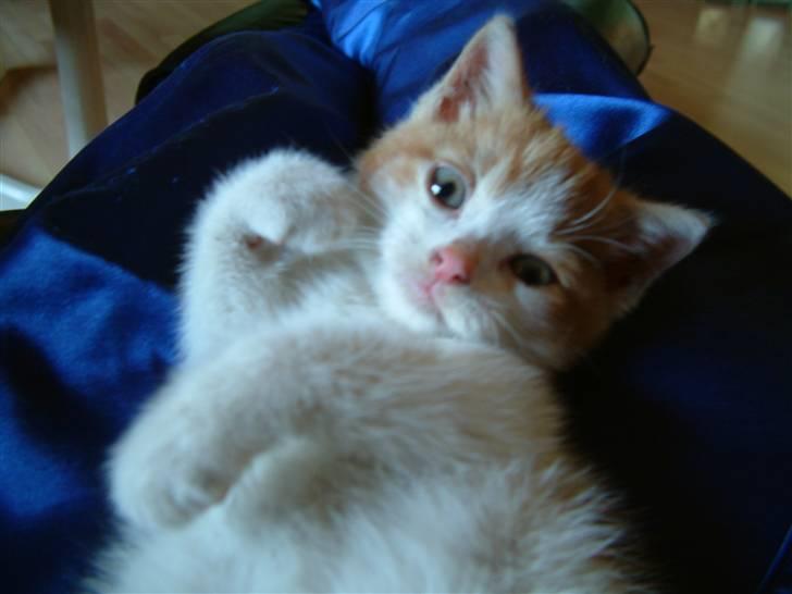 Huskat Garfield <3 billede 5