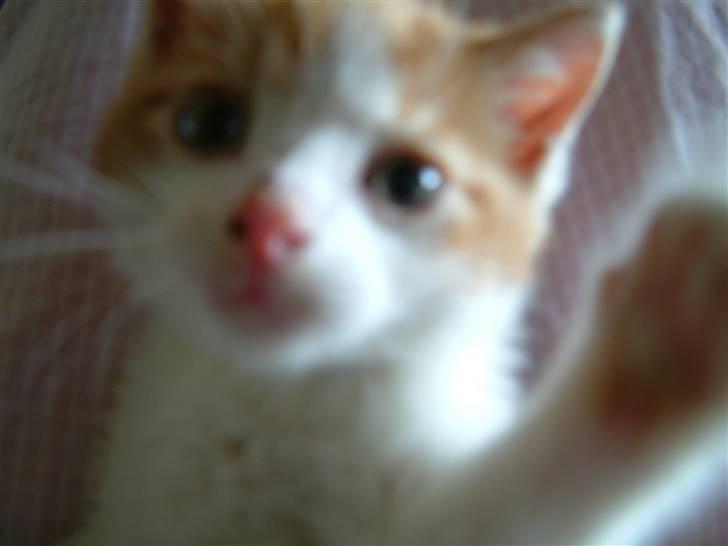 Huskat Garfield <3 billede 6