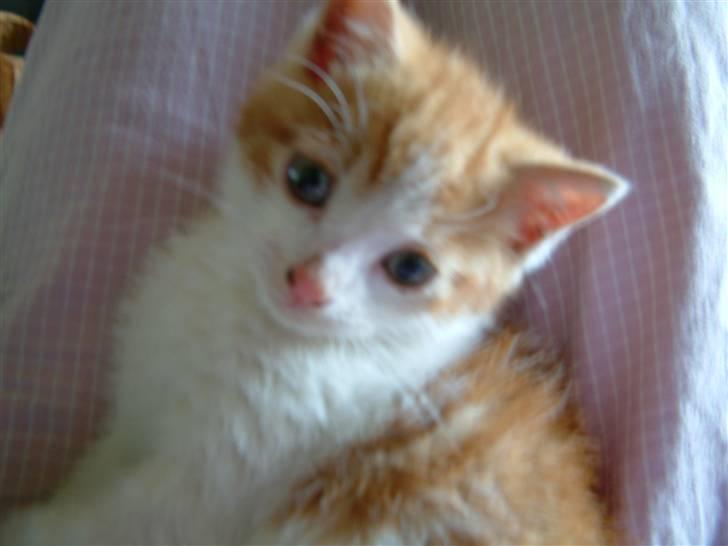 Huskat Garfield <3 billede 7