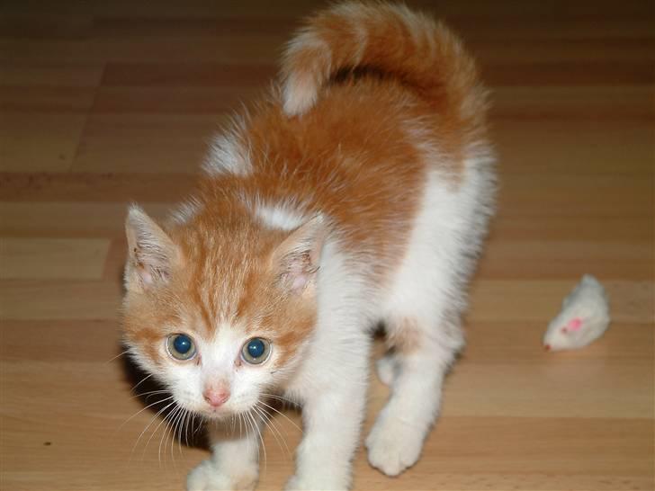 Huskat Garfield <3 billede 8