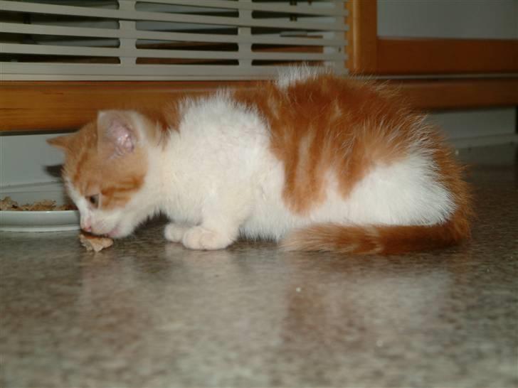 Huskat Garfield <3 billede 11