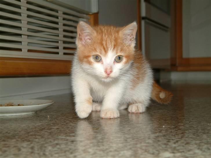 Huskat Garfield <3 billede 12