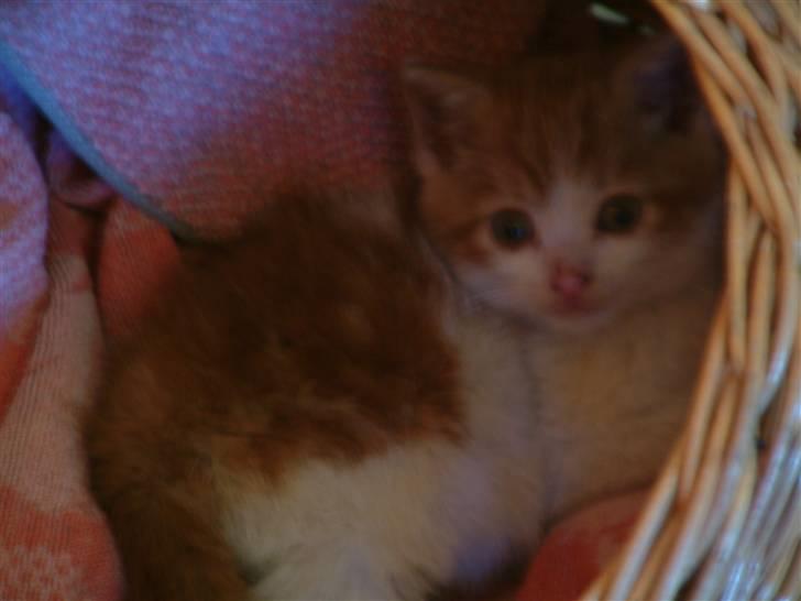 Huskat Garfield <3 billede 13