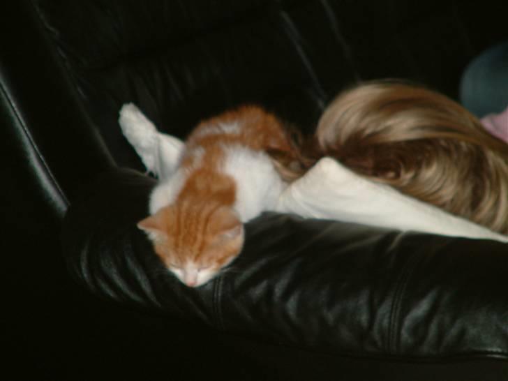 Huskat Garfield <3 billede 14