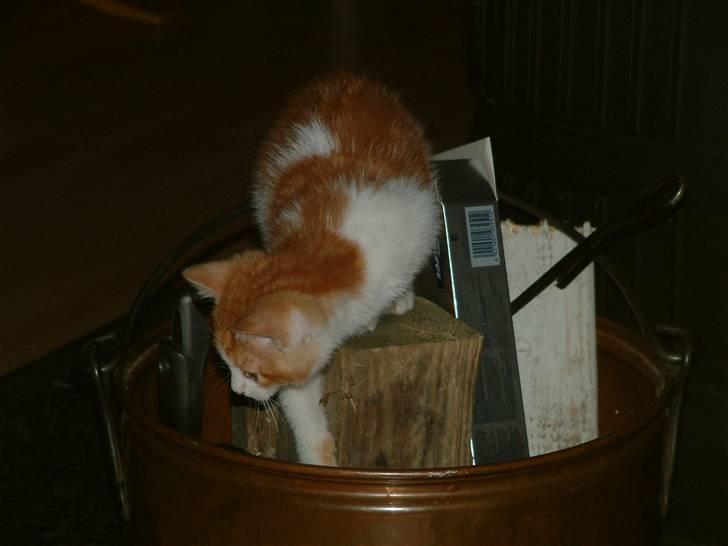 Huskat Garfield <3 billede 15