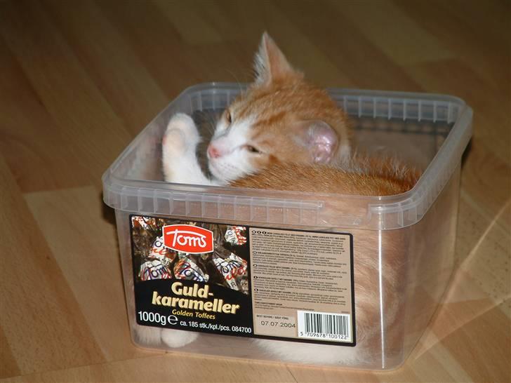 Huskat Garfield <3 billede 16