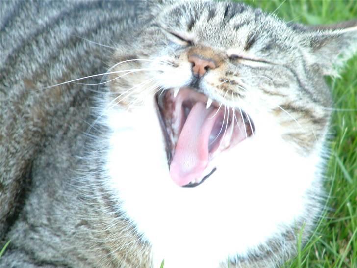 Huskat Mulimis <3 Hvil i fred <3 billede 2