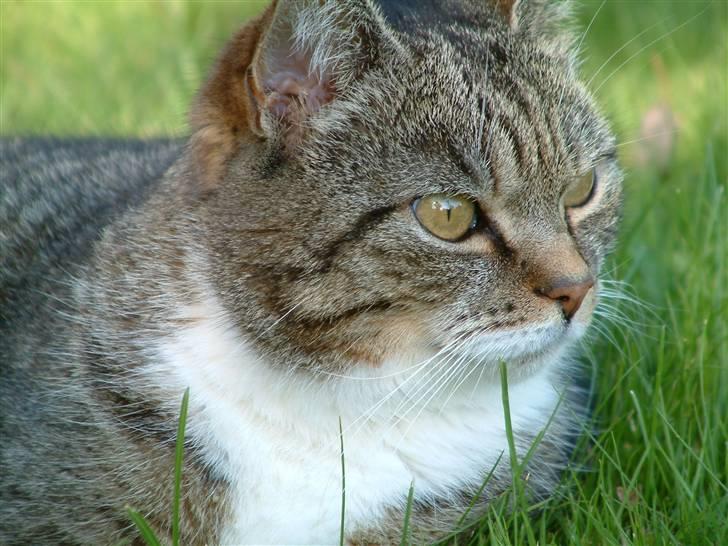 Huskat Mulimis <3 Hvil i fred <3 billede 3