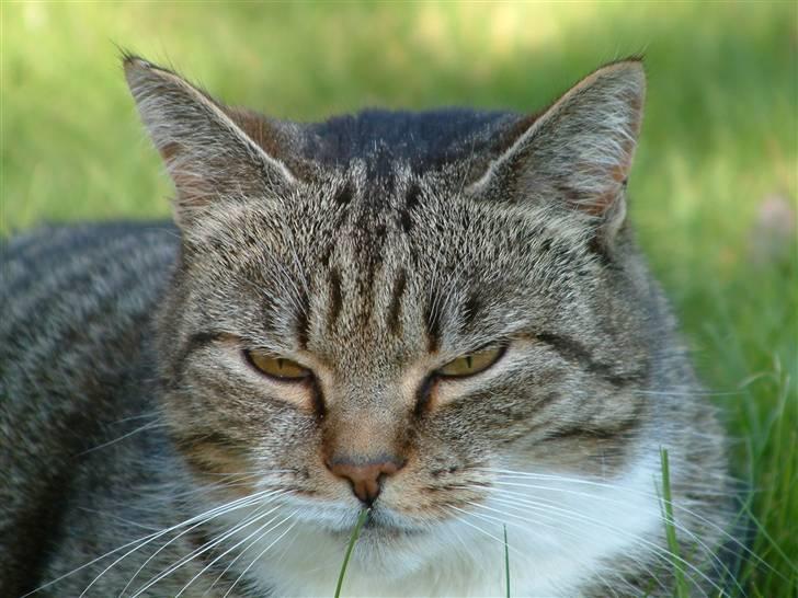 Huskat Mulimis <3 Hvil i fred <3 billede 4