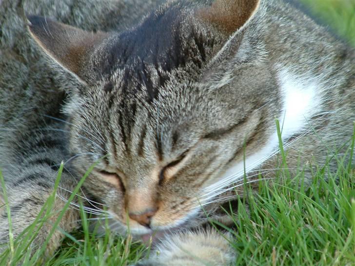 Huskat Mulimis <3 Hvil i fred <3 billede 5