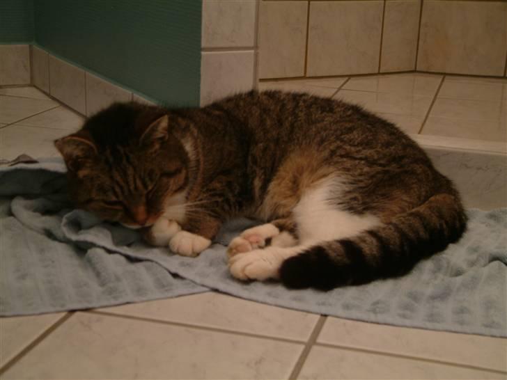 Huskat Mulimis <3 Hvil i fred <3 billede 6