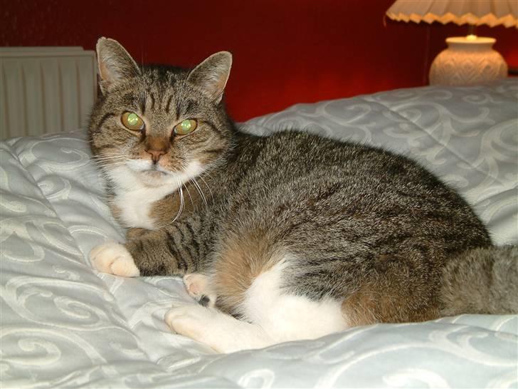 Huskat Mulimis <3 Hvil i fred <3 billede 7