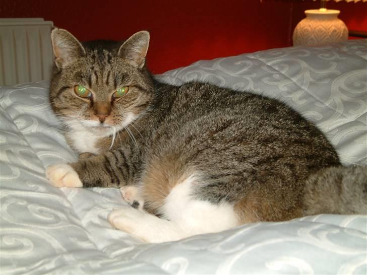 Huskat Mulimis <3 Hvil i fred <3 billede 8